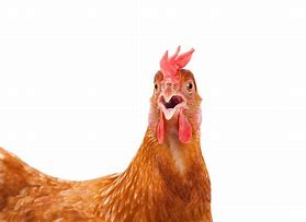peck at